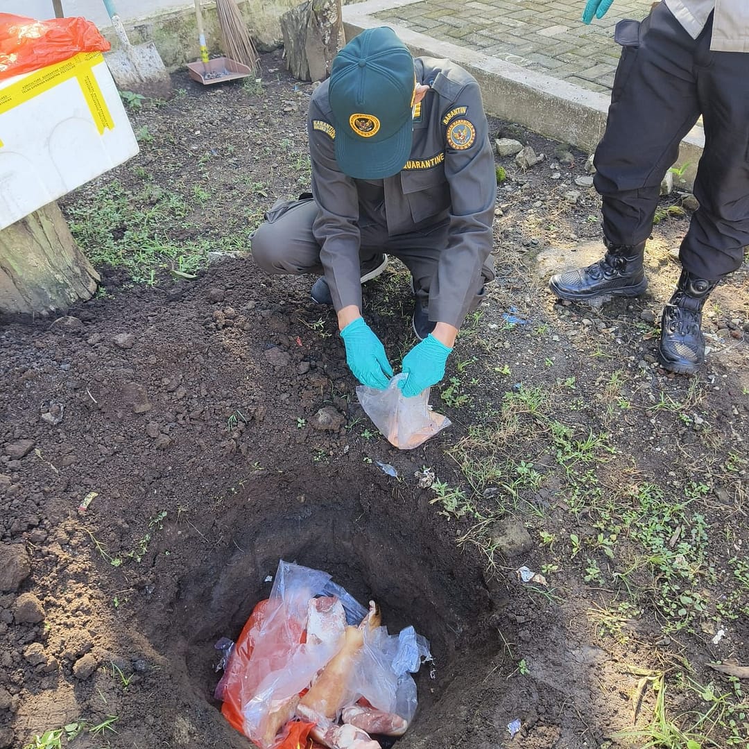 Cegah Hama Penyakit, Karantina Maluku Utara Musnahkan 100 Kg Daging Babi