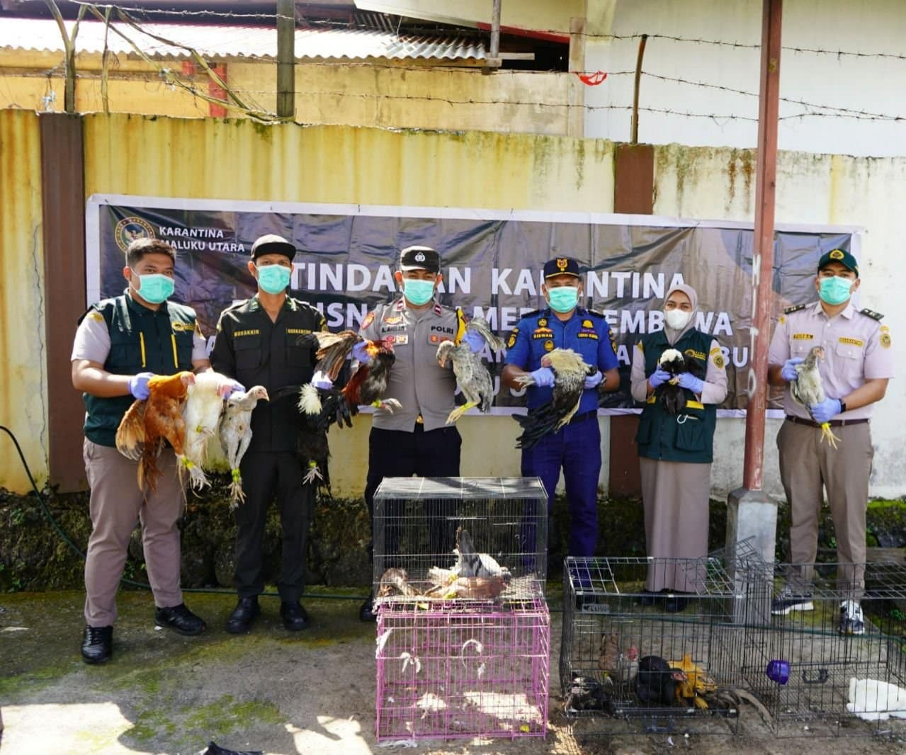 Cegah Flu Burung, Karantina Maluku Utara Musnahkan Unggas Tanpa Dokumen
