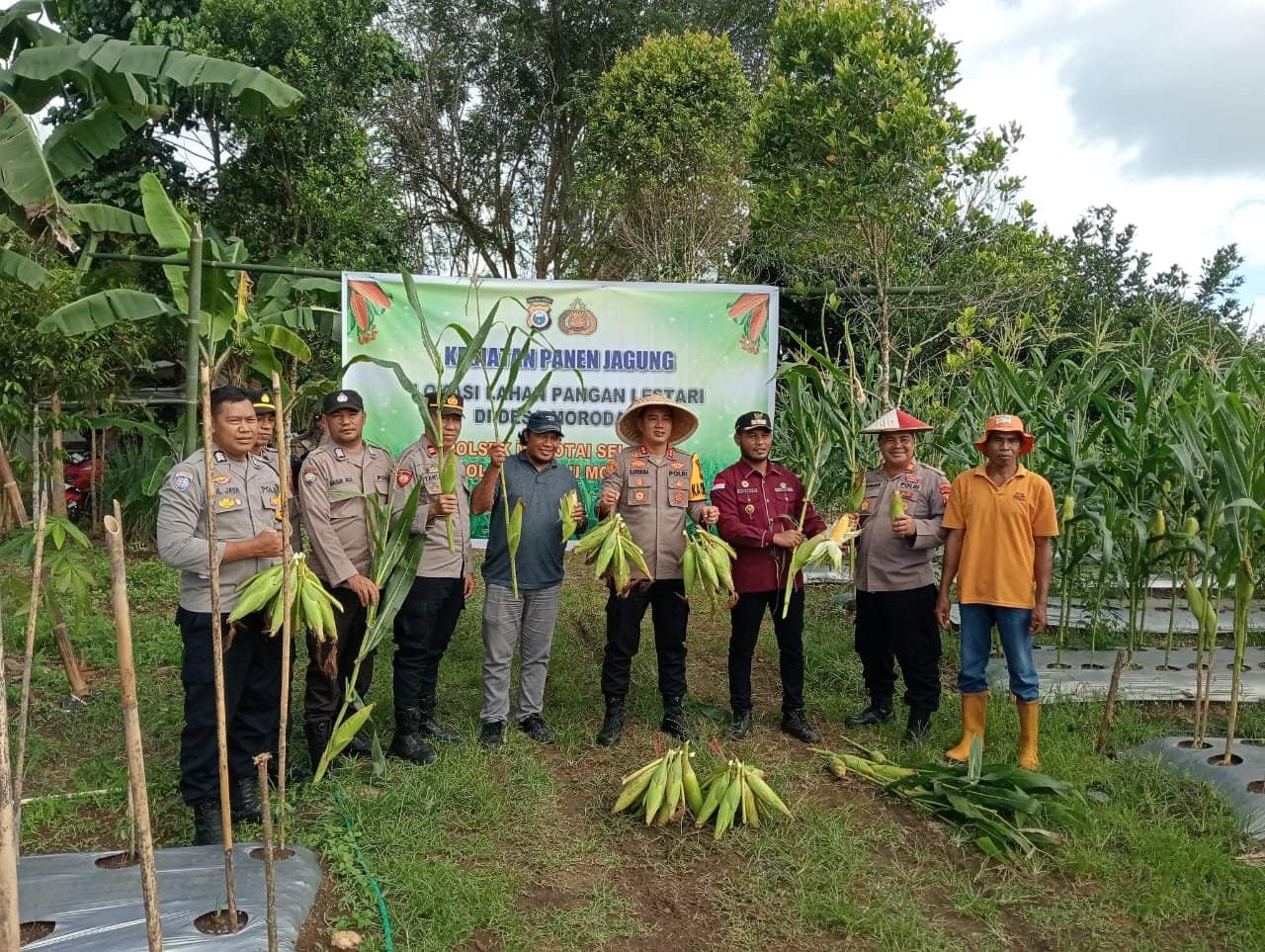 Dukung Ketahanan Pangan Nasional, Kapolres Panen Jagung di Morotai