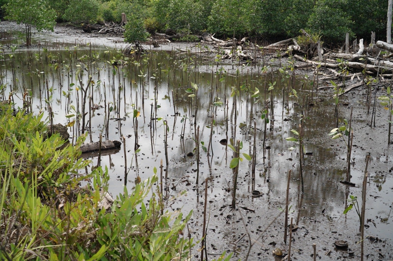 IWIP Lanjutkan Penanaman Satu Juta Mangrove di Halmahera Timur