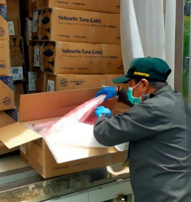 Karantina Maluku Utara Fasilitasi Belasan Ton Ekspor Tuna Loin ke Thailand, Jaga Kualitas dan Keamanan Pangan