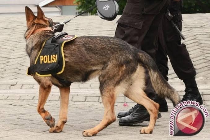 Patroli Operasi Ketupat di Pelabuhan Libatkan Anjing Pelacak