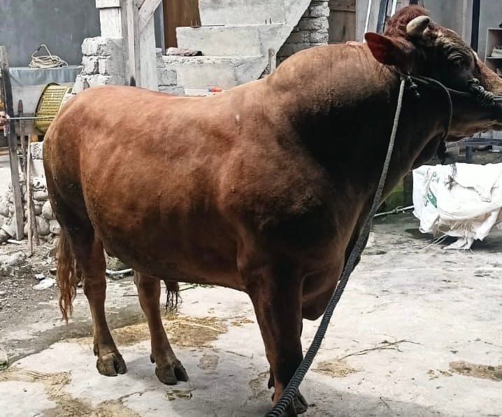Nyaris 1 Ton, Sapi Qurban Jokowi di Malut Seharga 80 Juta